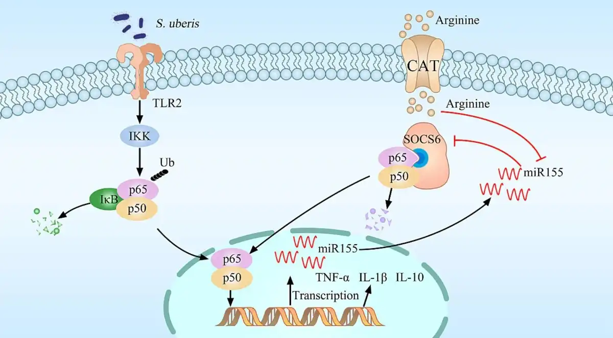 L Argireline .jpg